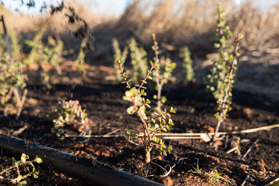 Lexus planting thousands of Spekboom on its road towards carbon neutrality