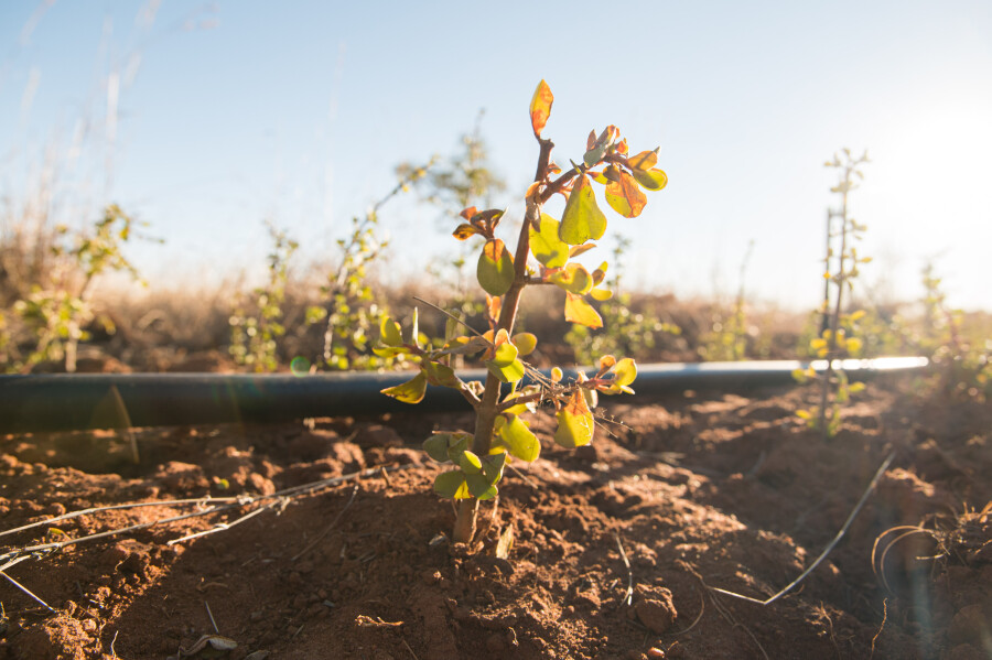 Lexus planting thousands of Spekboom on its road towards carbon neutrality