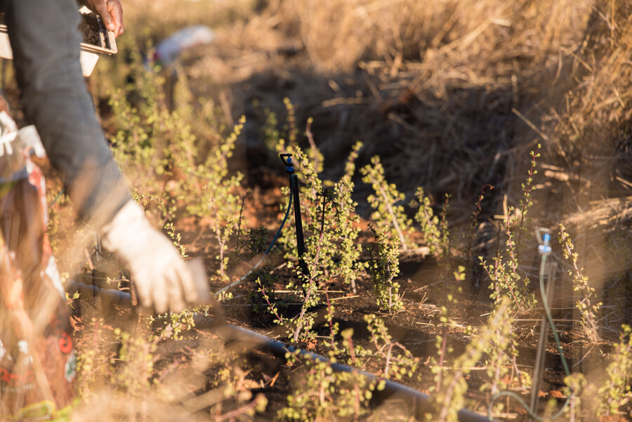 Lexus planting thousands of Spekboom on its road towards carbon neutrality